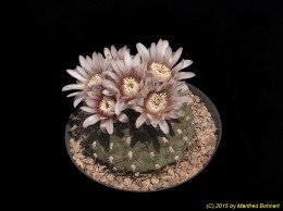 Gymnocalycium ochoterenae ssp. variispinum 253